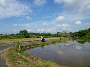 Wide open stretches of gold and green paddies under blue, blue sky