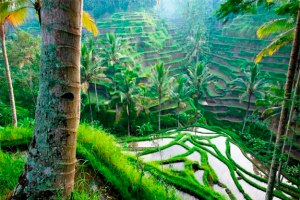 TERRACED RICE PADDY, UBUD AREA, BALI, INDONESIA