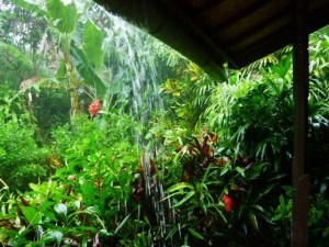 Rain pours off the roof in the front garden