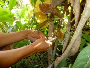 About an inch of bark is scraped off all around the trunk