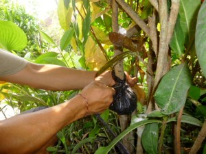 When dirt encircles the scarred trunk the plastic is drawn together and secured at the top. Another string is tied around the center.